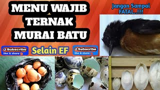 Download lagu Fungsi kalsium untuk ternak murai batu agar tidak fatal ||👍 wajib untuk ternak murai batu mp3