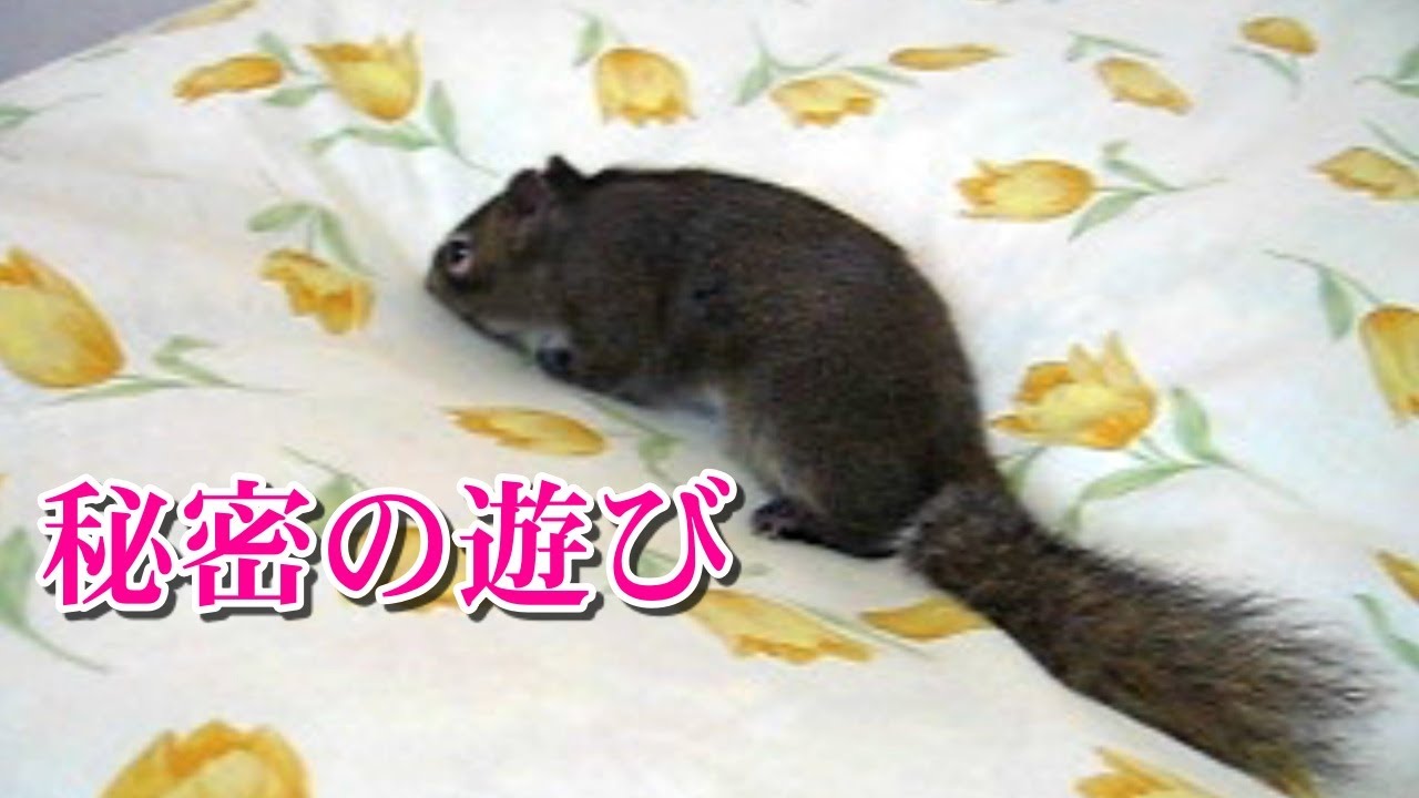 秘密の遊びを見られてしらばっくれる俵太先生