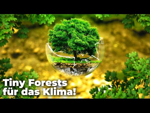 Wald mitten in der Stadt: Können Tiny Forests das Klima retten? - Clixoom nature