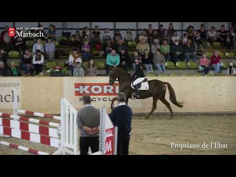Propriano de l'Ebat - Hengstpräsentation April 2022