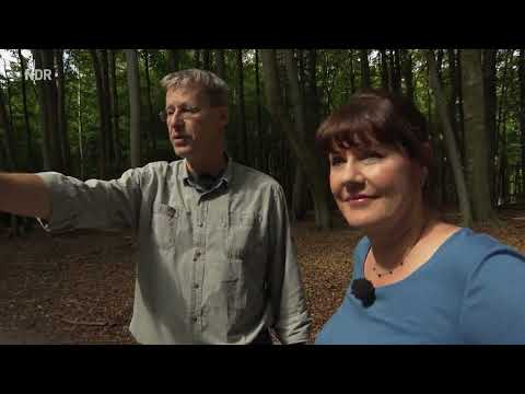 Hanseblick: Windflüchter und Hexenbuchen (2024)