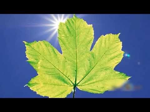 La Cámara Kirlian y sus interesantes revelaciones.