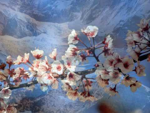 String quartet 15 d-moll (1783) KV421 (417b) - Wolfgang Amadeus Mozart