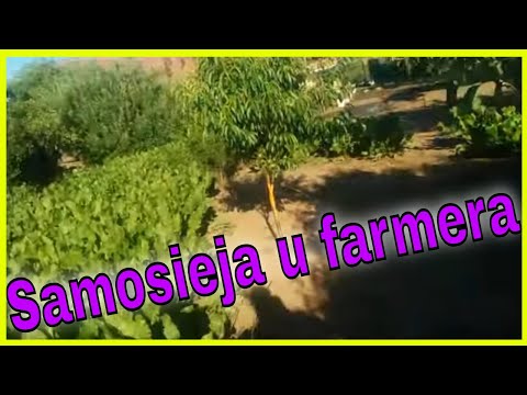 Uprawa ekologiczna chrzanu w sadzie na wybiegu dla kur. Brzoskwinie i szczepione jabłonie.