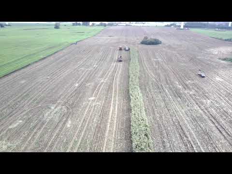 Wildschweine fliehen aus Maisfeld