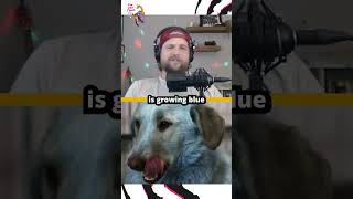 Why Are These Dogs Blue?