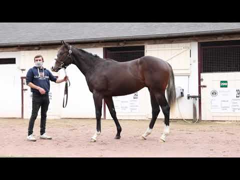 2020 October Yearling Sale - Lot 7 c. DREAM AHEAD x  AKSINYA