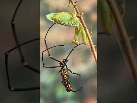 Mantises Deliver Decisive Blow to Defeat Giant Spider #insects #prayingmantis #spider