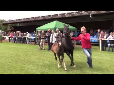 96 Movie Maker Stute v. MovieStar - Hilkens Black Delight WE