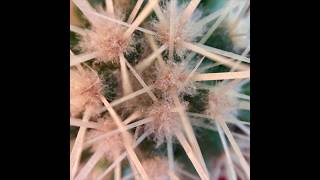 Misty Coast - Heavy Head on a Body