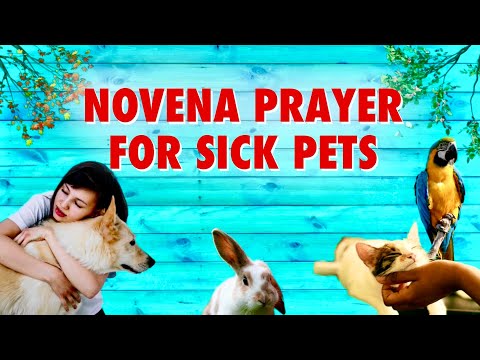Novena Prayer for Sick Pets