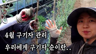 구기자 농사 구기자순 관리