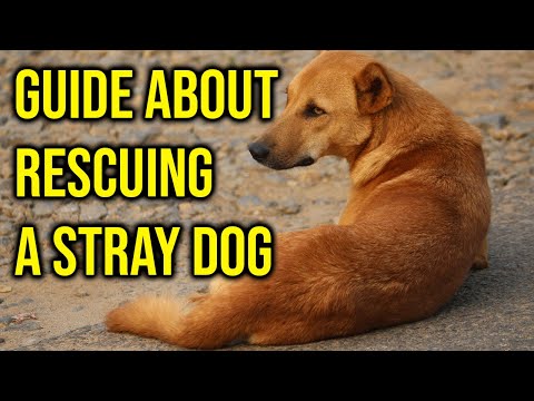 10 Important Guide About Rescuing A Stray Dog/Amazing Dogs