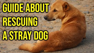 10 Important Guide About Rescuing A Stray Dog/Amazing Dogs