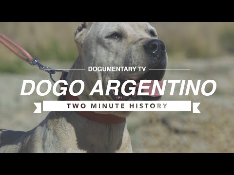 DOGO ARGENTINO: A TWO MINUTE HISTORY