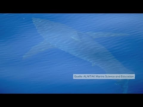 Erste Sichtung seit 30 Jahren: Weißer Hai nahe der Balearen