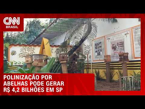 Polinização por abelhas pode gerar R$ 4,2 bilhões por ano em São Paulo | CNN AGRO NEWS
