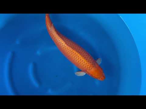 JKS online auction: JKS-AC 2025-12-21 Sansai orenji ogon 66 cm