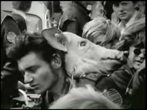 New Zealand Gang Classic's #1.avi