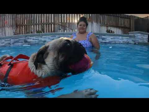 Bruno the Pug is showing off his swimming skills