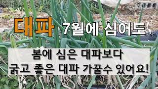 대파 7월에 심어도 봄에 심은 대파보다 굵고 좋은 대파 수확 할 수 있어요!     주말농자 대파가꾸기!