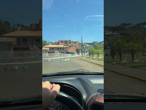 Em fila… #filmmaker #santacatarina #fraiburgo #pato #drone