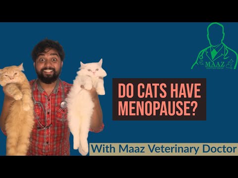 Do Cats have Menopause ? l Do Cats have Periods ? | Do cats Menstruate ?