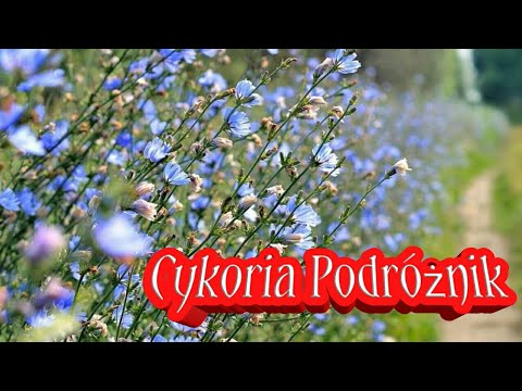 26. Cykoria Podróżnik Schorzenia Żołądkowe Kąpiele