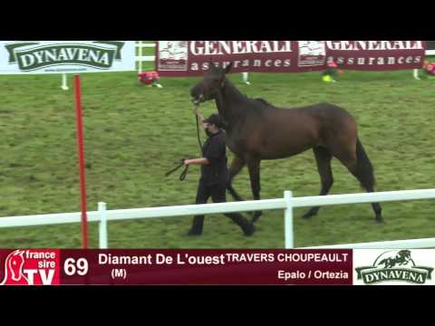 Show AQPS 2015 : lot 69 - Diamant De L'ouest - M13 - Epalo & Ortezia