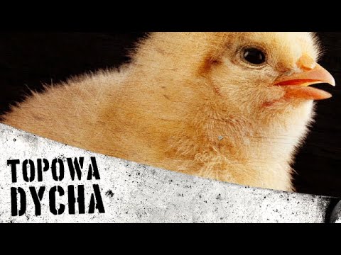 Hem mięśnie pochwy po porodzie Ćwiczenia w kulturystyce i pobierania realizacja książki
