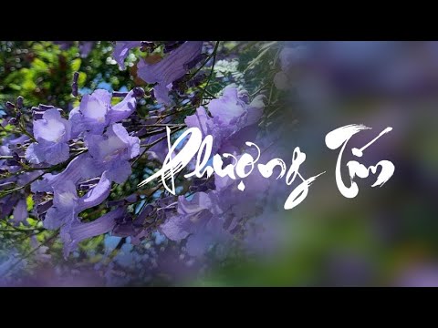 Phượng tím - Xuân Phú