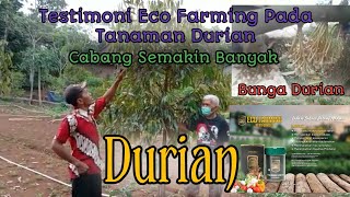 Download lagu TESTIMONI PUPUK ECO FAMING PADA TANAMAN DURIAN mp3
