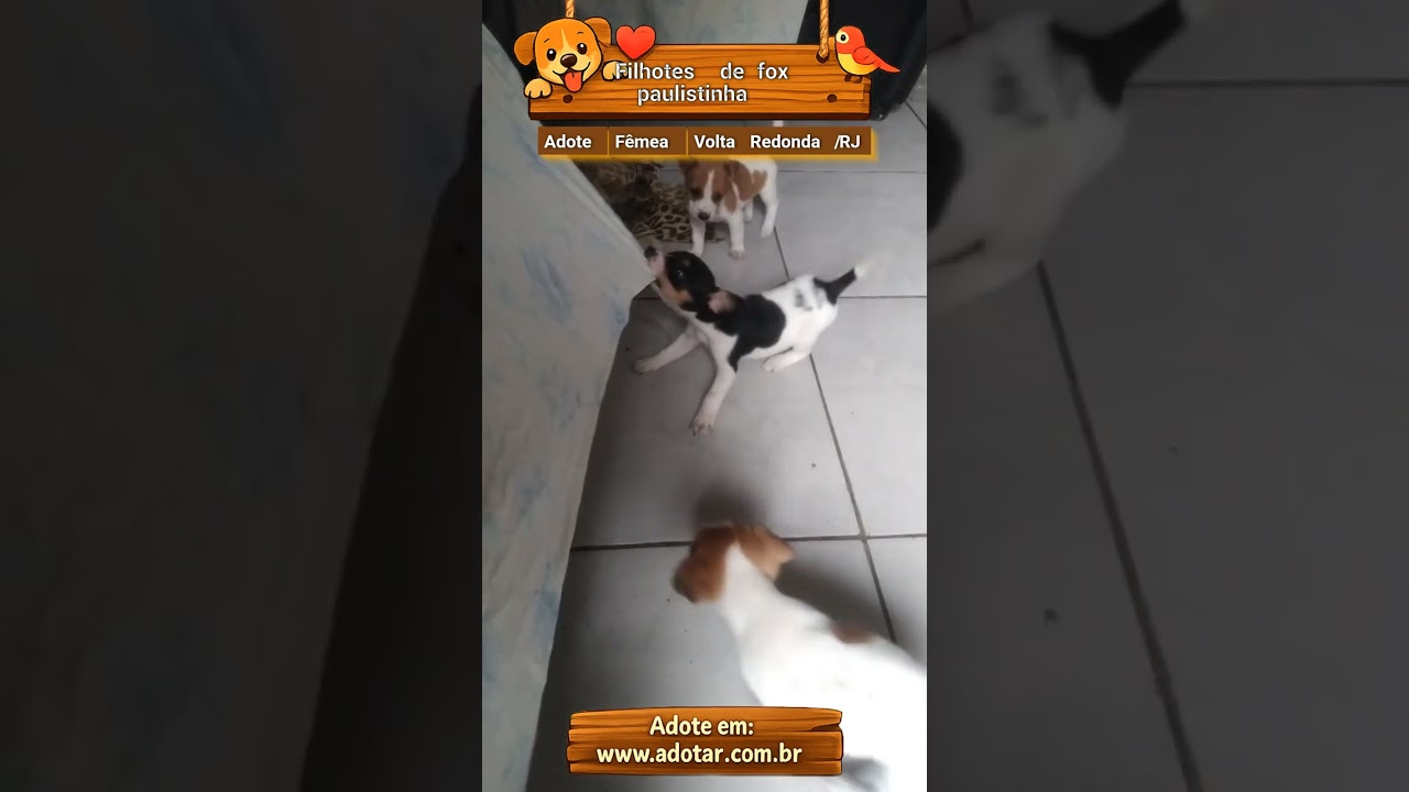 Cachorro raça Labrador idade 2 a 6 meses nome Filhotes de fox paulistinha