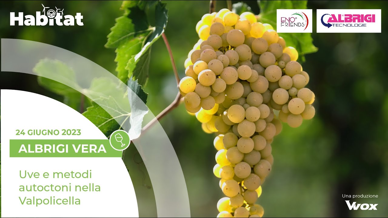 UVE E METODI AUTOCTONI NELLA VALPOLICELLA