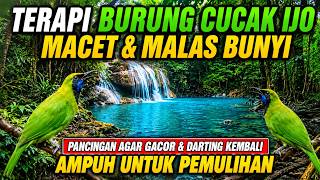 Download lagu TERAPI BURUNG CUCAK IJO MACET & MALAS BUNYI, PANCINGAN AGAR GACOR & DARTING KEMBALI AMPUH |PEMULIHAN mp3