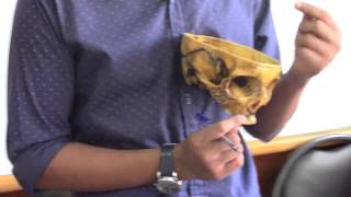 DR.Serka (skull)