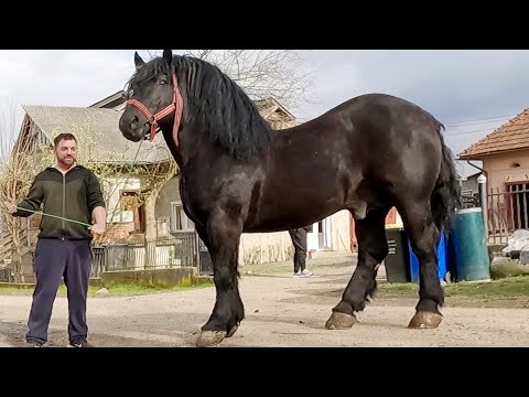 Marc Bogdan's stallions from Remetea Chioarului-Maramureș 2023