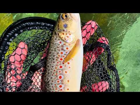 Fly fishing for trout, Sarca river Trentino Italy