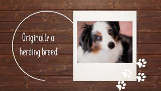 Fur-ific facts about the Mini Aussie