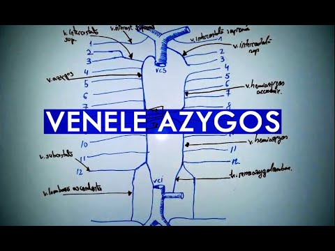 tratamentul venelor vehicule leaches
