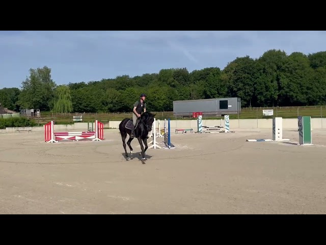 Magnifique hongre 4 ans, +-1m60, kwpn