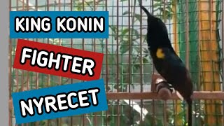 Download lagu Suara burung king konin gacor mp3