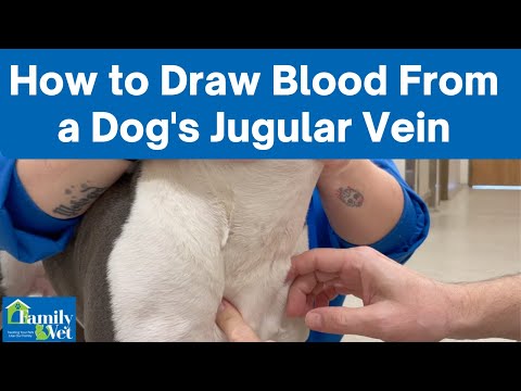 How to Draw Blood From a Dog's Jugular Vein