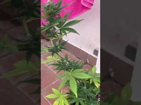 34 день автоцветам марихуаны, показывают очень хороший результат #бульбулятор #бошки #автоцветы #аут