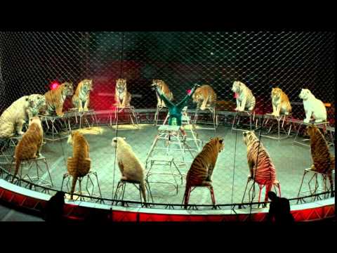 Tabayara Maluenda & Big Cats Vignette - Circus XTREME