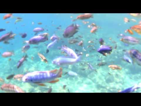 Malawi - Lake Malawi 2017 - Snorkel Paradise