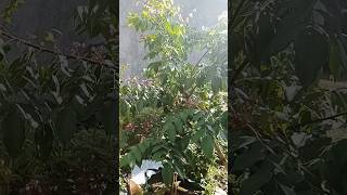 Download lagu Belimbing berbunga Lebat Dalam Planterbag 200 Liter mp3 Download lagu Belimbing berbunga Lebat Dalam Planterbag 200 Liter mp3