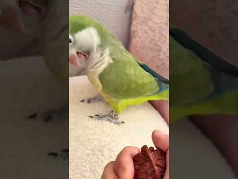 Parrots are wonderful companions and fun pets. #funny #birds #cute #pets #video #art #love  #comedy