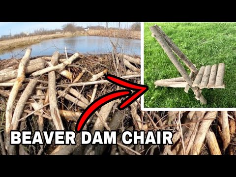 “BEAVER-CRAFTING A CHAIR” From Beaver Dam Removal Wood