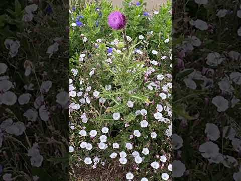 Aluminé (Neuquén).